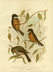 Siffleur roux, 1891